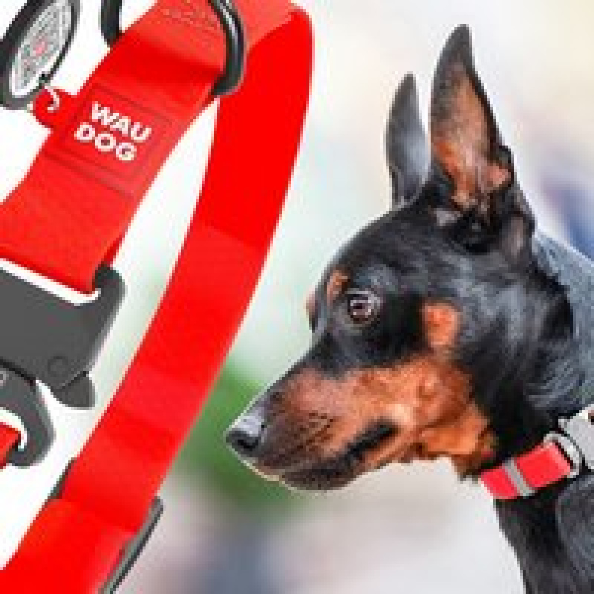 Нашийник для собак водостійкий WAUDOG Waterproof з QR паспортом, металева пряжка-фастекс, чорний , розмір XXL (ширина 40 мм, довжина 43-70 см)