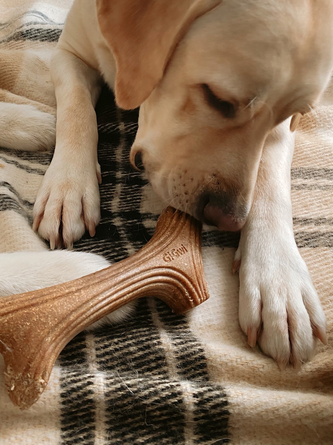 Іграшка для собак Ріг жувальний GiGwi Wooden Antler, дерево, полімер