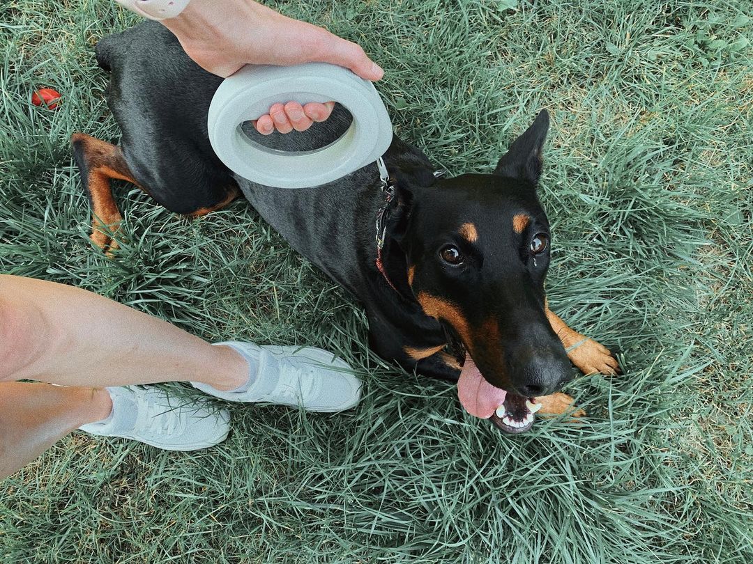 Повідець-рулетка для собак кругла WAUDOG, розмір XS-M, до 40 кг, 2,9 м, колір салатовий